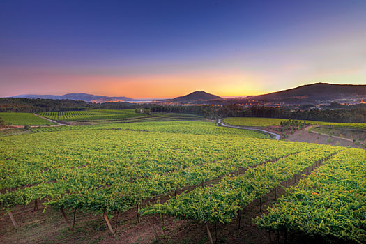 The vineyard of Lagar de Cervera