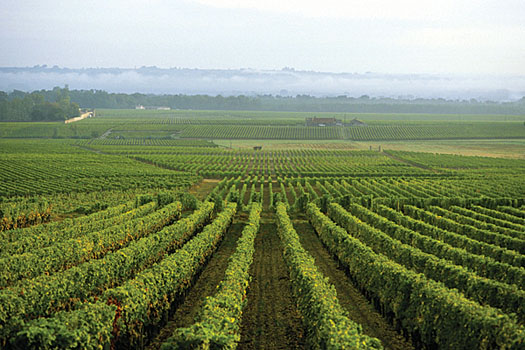 Wine has been produced in Bordeaux since Roman times
