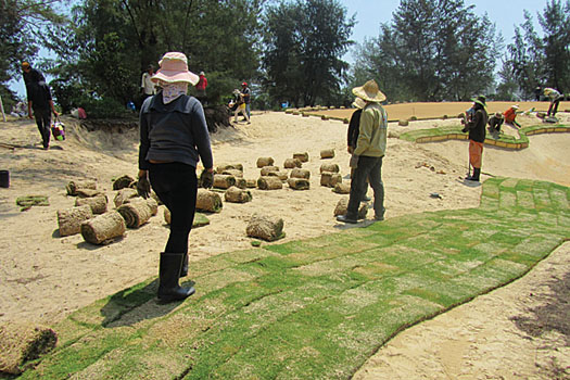 Workers lay out strips of Zoysia at Laguna Lang Co on Vietnam’s central coast