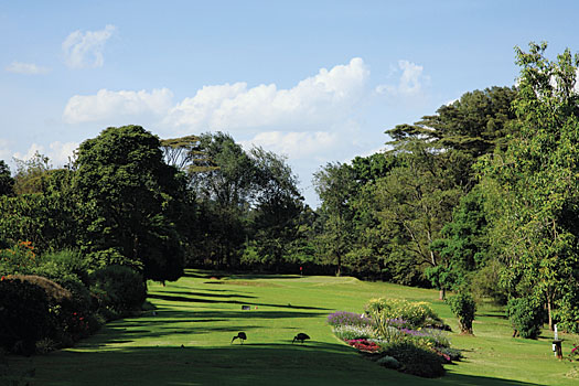 Wildlife at Limuru Golf Club