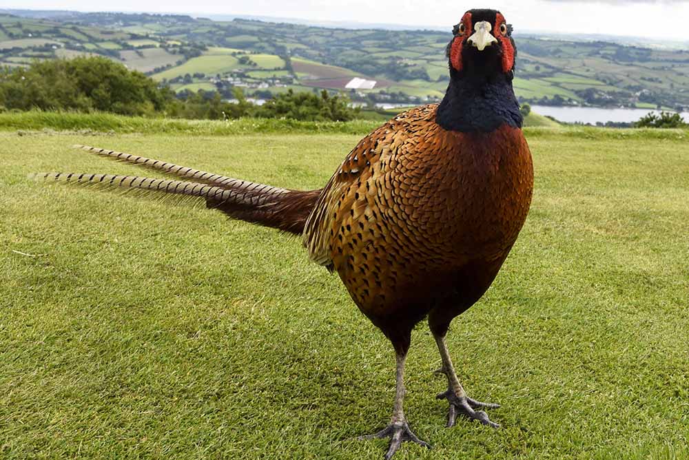 Teignmouth’s Philip the Pheasant